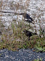 Yellowstone Old faithfull et ses environs (1).JPG